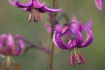 Lilia zotogw (Lilium martagon)