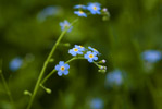 Niezapominajka (Myosotis)