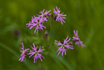 Firletka poszarpana (Lychnis flos-cuculi)