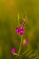 Wyka potowa (Vicia sepium)