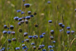 Jasieniec piaskowy (Jasione montana)