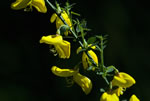 arnowiec miotlasty (Sarothamnus scoparius)