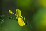 arnowiec miotlasty (Sarothamnus scoparius)