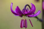 Lilia zotogw (Lilium martagon)