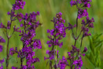 Lepnica dwupienna (Silene dioica)