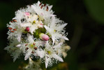 Bobrek trjlistkowy (Menyanthes trifoliata)