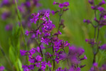 Lepnica dwupienna (Silene dioica)