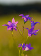 Dzwonek rozpierzchy (Campanula patula)