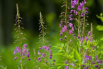 Wierzbwka kiprzyca (Epilobium angustifolium)