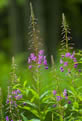 Wierzbwka kiprzyca (Epilobium angustifolium)