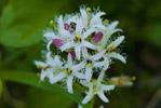 Bobrek trjlistkowy (Menyanthes trifoliata)