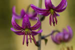 Lilia zotogw (Lilium martagon)