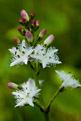 Bobrek trjlistkowy (Menyanthes trifoliata)