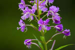 Wierzbwka kiprzyca (Epilobium angustifolium)