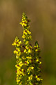 Dziewanna pospolita (Verbascum nigrum)