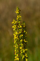 Dziewanna pospolita (Verbascum nigrum)