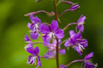 Wierzbwka kiprzyca (Epilobium angustifolium)