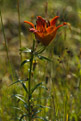 Lilia bulwkowata (Lilium bulbiferum)