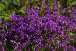 Macierzanka zwyczajna (Thymus pulegioides)