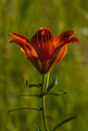 Lilia bulwkowata (Lilium bulbiferum)