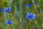 Chaber bawatek (Centaurea cyanus)