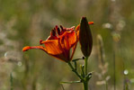 Lilia bulwkowata (Lilium bulbiferum)