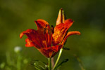 Lilia bulwkowata (Lilium bulbiferum)