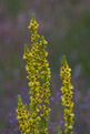 Dziewanna pospolita (Verbascum nigrum)