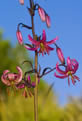 Lilia zotogw (Lilium martagon)