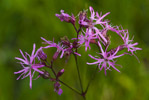 Firletka poszarpana (Lychnis flos-cuculi)