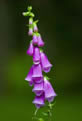 Naparstnica purpurowa (Digitalis purpurea)