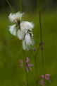 Wenianka wskolistna (Eriophorum angustifolium)