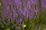 Wrzos zwyczajny (Calluna vulgaris)