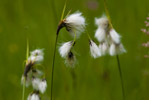 Wenianka wskolistna (Eriophorum angustifolium)