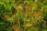 Rosiczka okrgolistna (Drosera rotundifolia)