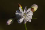 Mydlnica lekarska (Saponaria officinalis)