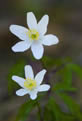 Zawilec gajowy (Anemone nemorosa)