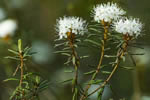 Bagno zwyczajne (Ledum palustre)