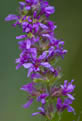 Krwawnica pospolita (Lythrum salicaria)