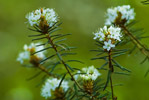 Bagno zwyczajne (Ledum palustre)