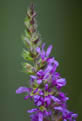 Krwawnica pospolita (Lythrum salicaria)