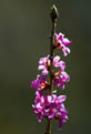 Wawrzynek wilczeyko (Daphne mezereum)