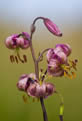 Lilia zotogw (Lilium martagon)