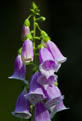 Naparstnica purpurowa (Digitalis purpurea)