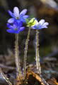 Przylaszczka pospolita (Hepatica nobilis)