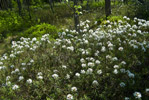 Bagno zwyczajne (Ledum palustre)