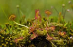 Rosiczka okrgolistna (Drosera rotundifolia)