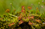 Rosiczka okrgolistna (Drosera rotundifolia)