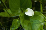 Czermie botna (Calla palustris)