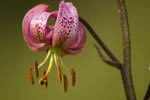 Lilia zotogw (Lilium martagon)